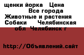 щенки йорка › Цена ­ 15 000 - Все города Животные и растения » Собаки   . Челябинская обл.,Челябинск г.